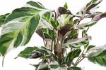 CalatheaWhiteFusion--2-.jpg