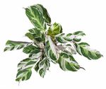 CalatheaWhiteFusion--3-.jpg