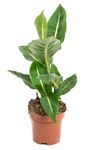 DieffenbachiaGreenMagic--1-.jpg