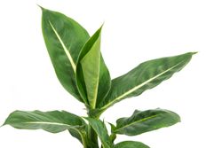 DieffenbachiaGreenMagic--2-.jpg DieffenbachiaGreenMagic--2-.jpg