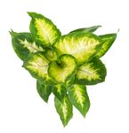 DieffenbachiaCamilla--3-.jpg
