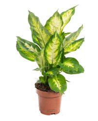 DieffenbachiaCamilla--1-.jpg DieffenbachiaCamilla--1-.jpg