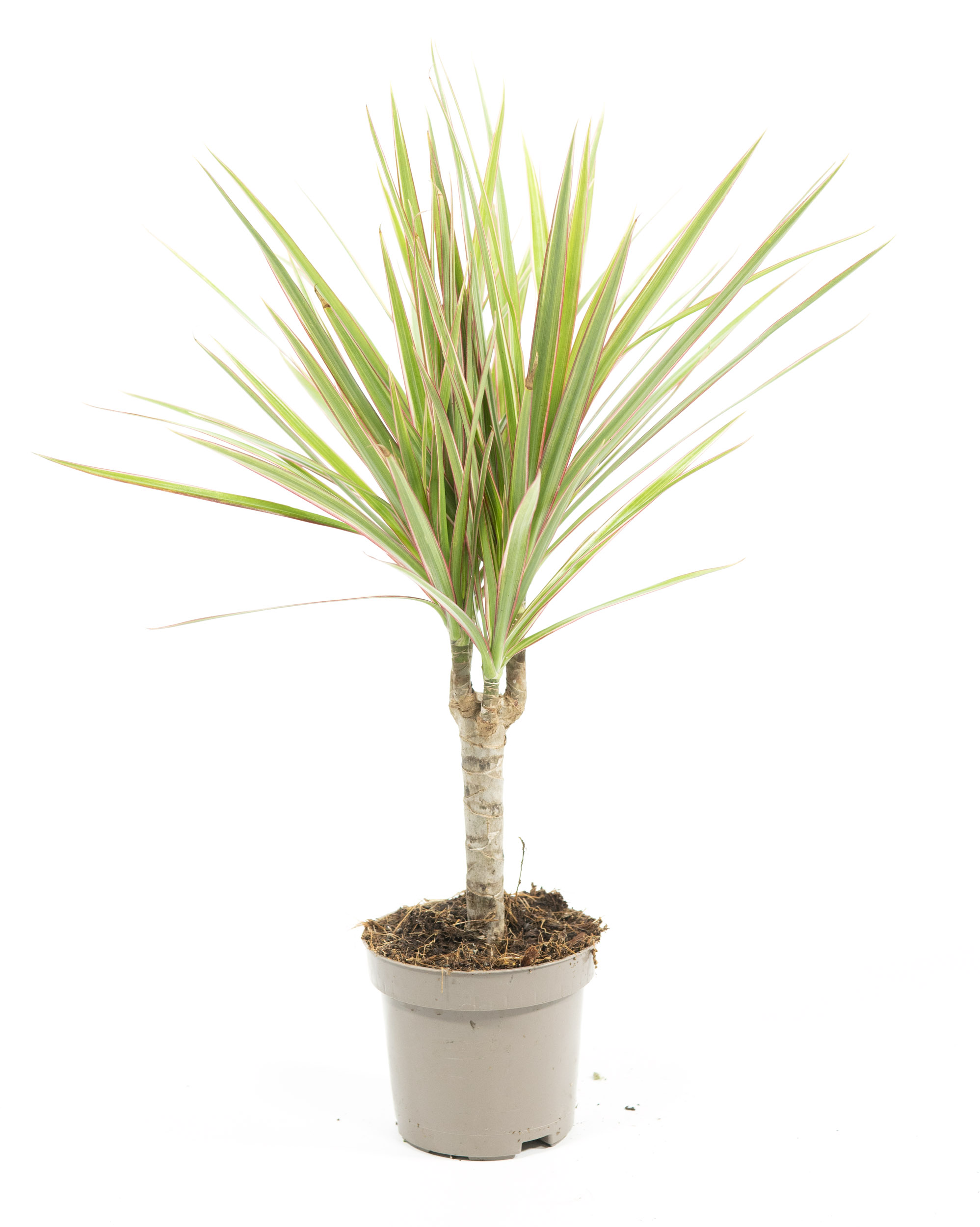 dracena white stripe Dracaena Sanderiana White Stripe | Buy Online Aus