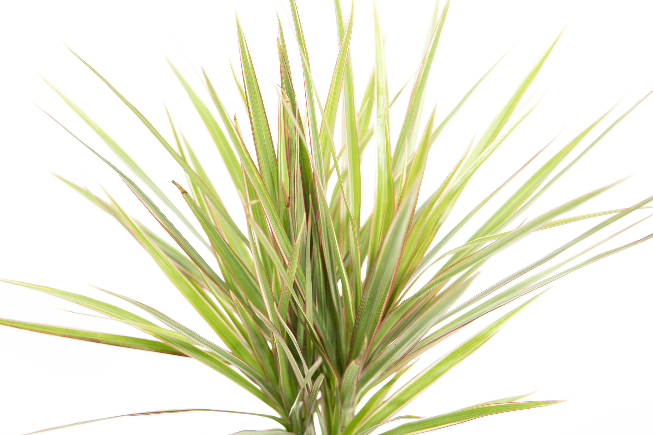 Dracaena marginata Bicolor, im 11cm Topf, Drachenbaum, Hhe ca. 35cm |  meingartencenter24.de - Garten Online Shop & Weber Grill Store