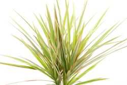 DracaenaBicolor--2-.jpg DracaenaBicolor--2-.jpg
