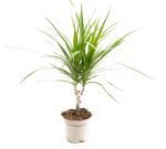 DracaenaMarginata--1-.jpg