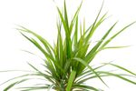 DracaenaMarginata--2-.jpg