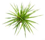 DracaenaMarginata--3-.jpg