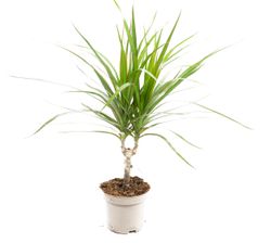 DracaenaMarginata--1-.jpg DracaenaMarginata--1-.jpg