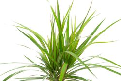 DracaenaMarginata--2-.jpg DracaenaMarginata--2-.jpg
