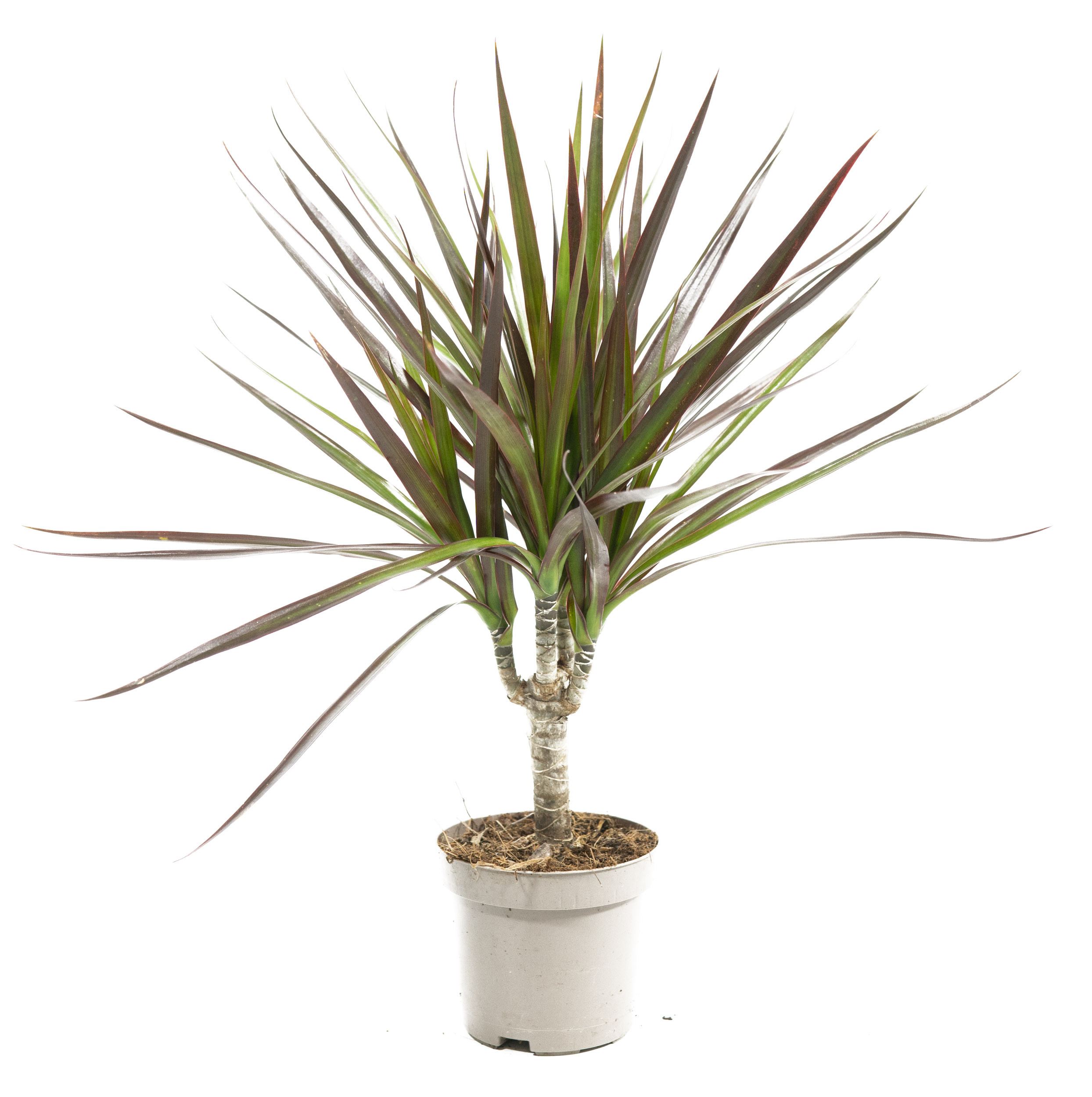 madagaskar kaktus Madagascar Palm Plant | Exotic Succulent Tree UAE main image 0