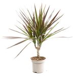 DracaenaMagenta--1-.jpg