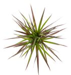 DracaenaMagenta--3-.jpg