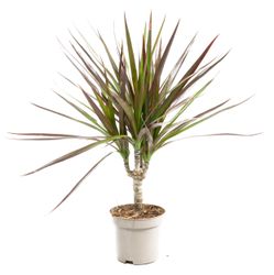 DracaenaMagenta--1-.jpg DracaenaMagenta--1-.jpg