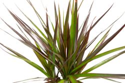 DracaenaMagenta--2-.jpg DracaenaMagenta--2-.jpg