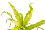 AspleniumOsaka--4-.jpg