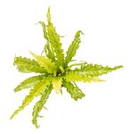 AspleniumOsaka--5-.jpg