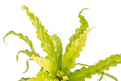 AspleniumOsaka--4-.jpg AspleniumOsaka--4-.jpg