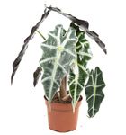 AlocasiaPolly--1-.jpg