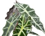 AlocasiaPolly--2-.jpg