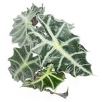 AlocasiaPolly--3-.jpg