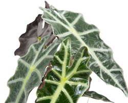 AlocasiaPolly--2-.jpg AlocasiaPolly--2-.jpg