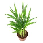 Areca-catechu-2.jpg
