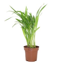 Areca-catechu-1.jpg Areca-catechu-1.jpg
