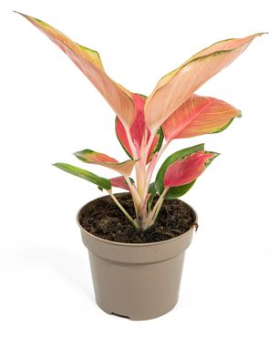 Aglaonema commutatum, Orange Star im 12cm Topf, buntblättriger Kolbenfaden, Höhe ca. 20cm