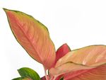 AglaonemaOrangeStar--2-.jpg