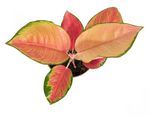 AglaonemaOrangeStar--3-.jpg