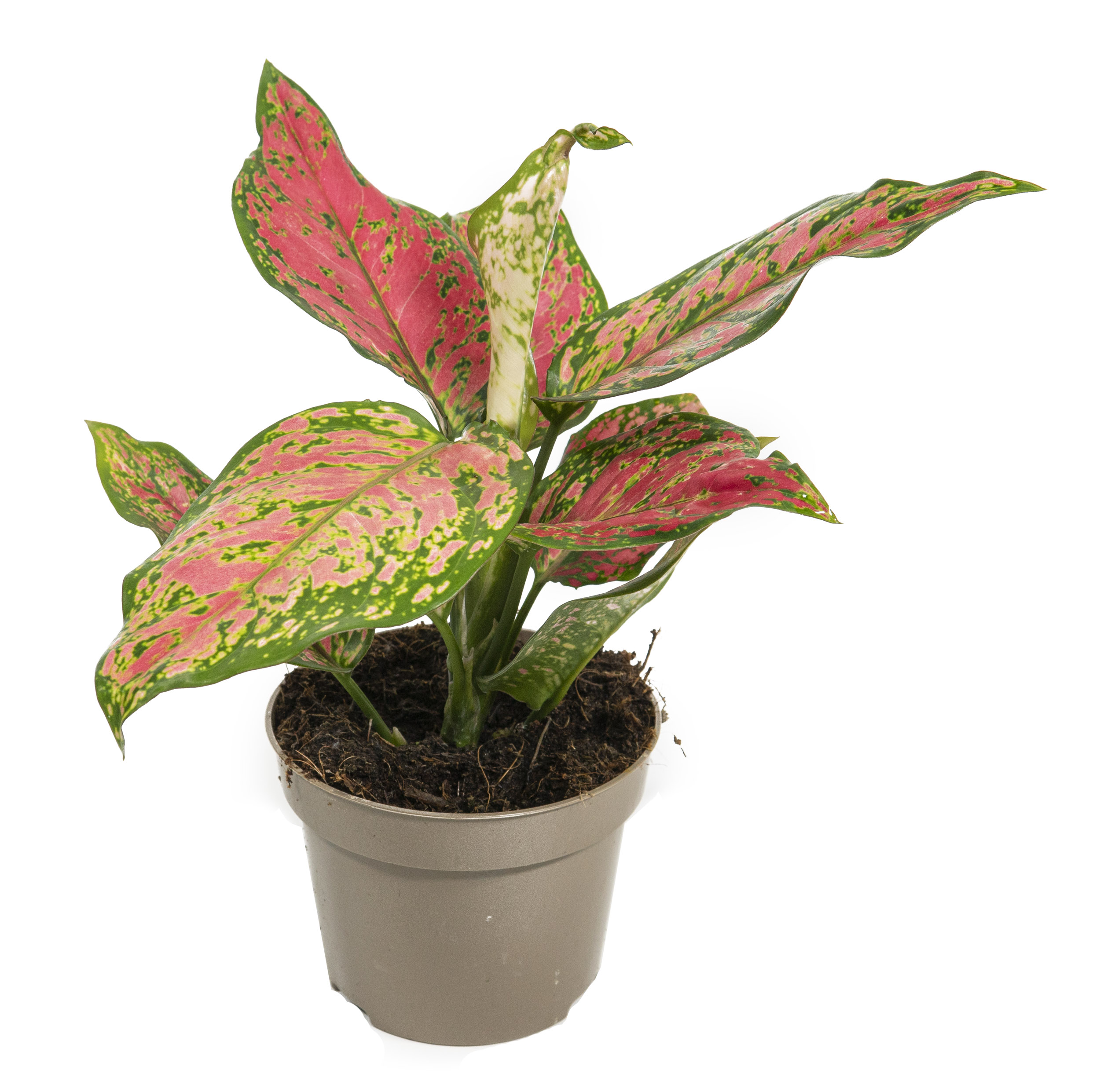 dischidia variegata Dischidia oiantha 'Variegata' main image 0