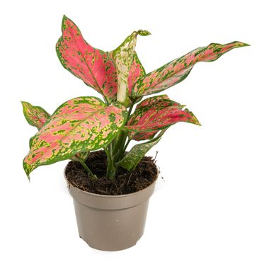 Aglaonema commutatum, Spotted Star im 12cm Topf, buntblättriger Kolbenfaden, Höhe ca. 20cm