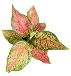 AglaonemaSpottedStar--3-.jpg