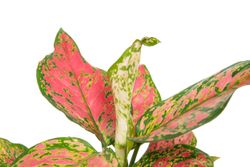 AglaonemaSpottedStar--2-.jpg AglaonemaSpottedStar--2-.jpg