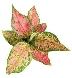 AglaonemaSpottedStar--3-.jpg AglaonemaSpottedStar--3-.jpg