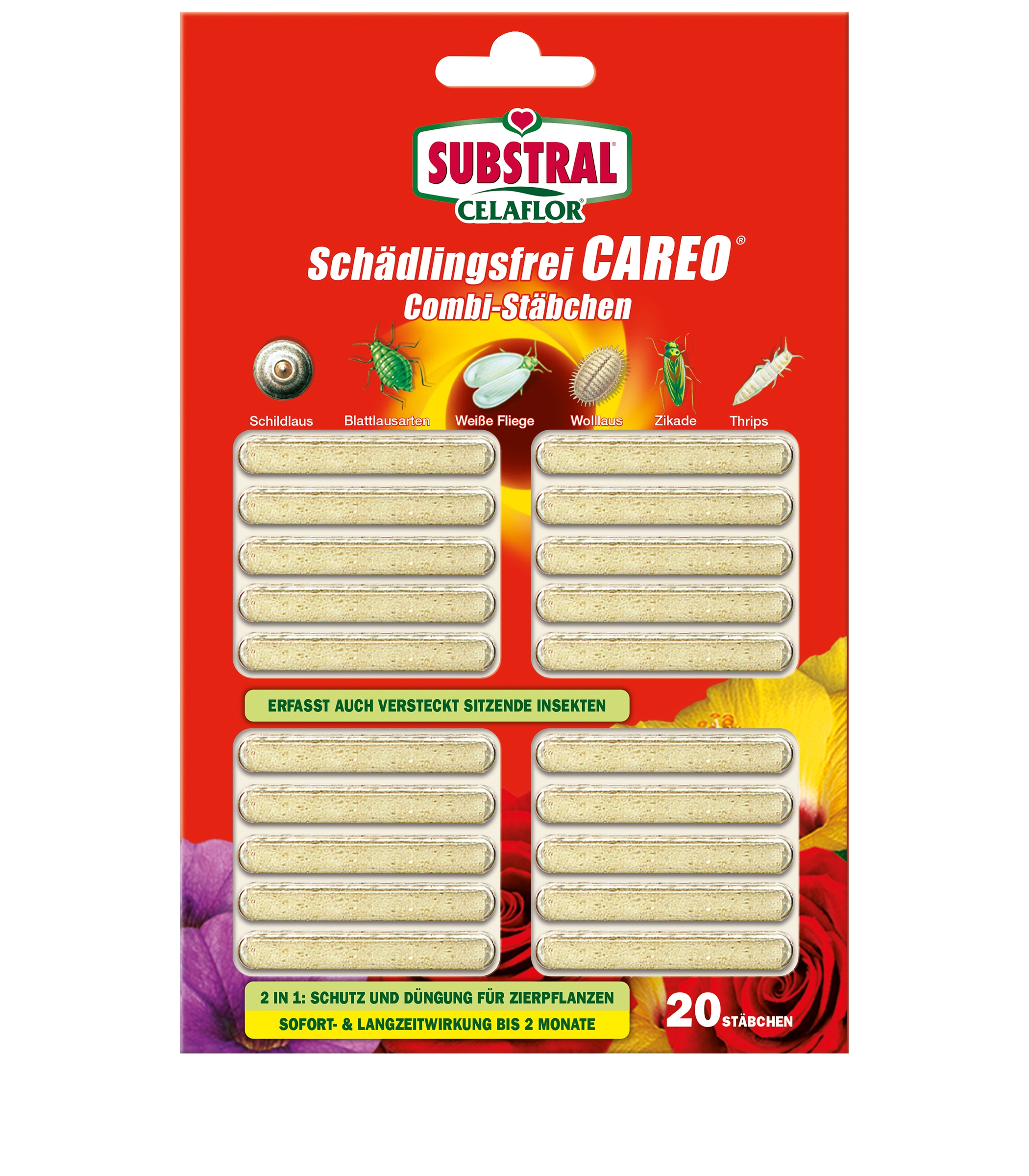 feigenbaum zimmerpflanze kaufen Afrikanischer Feigenbaum | Ficus cyathistipula main image 1