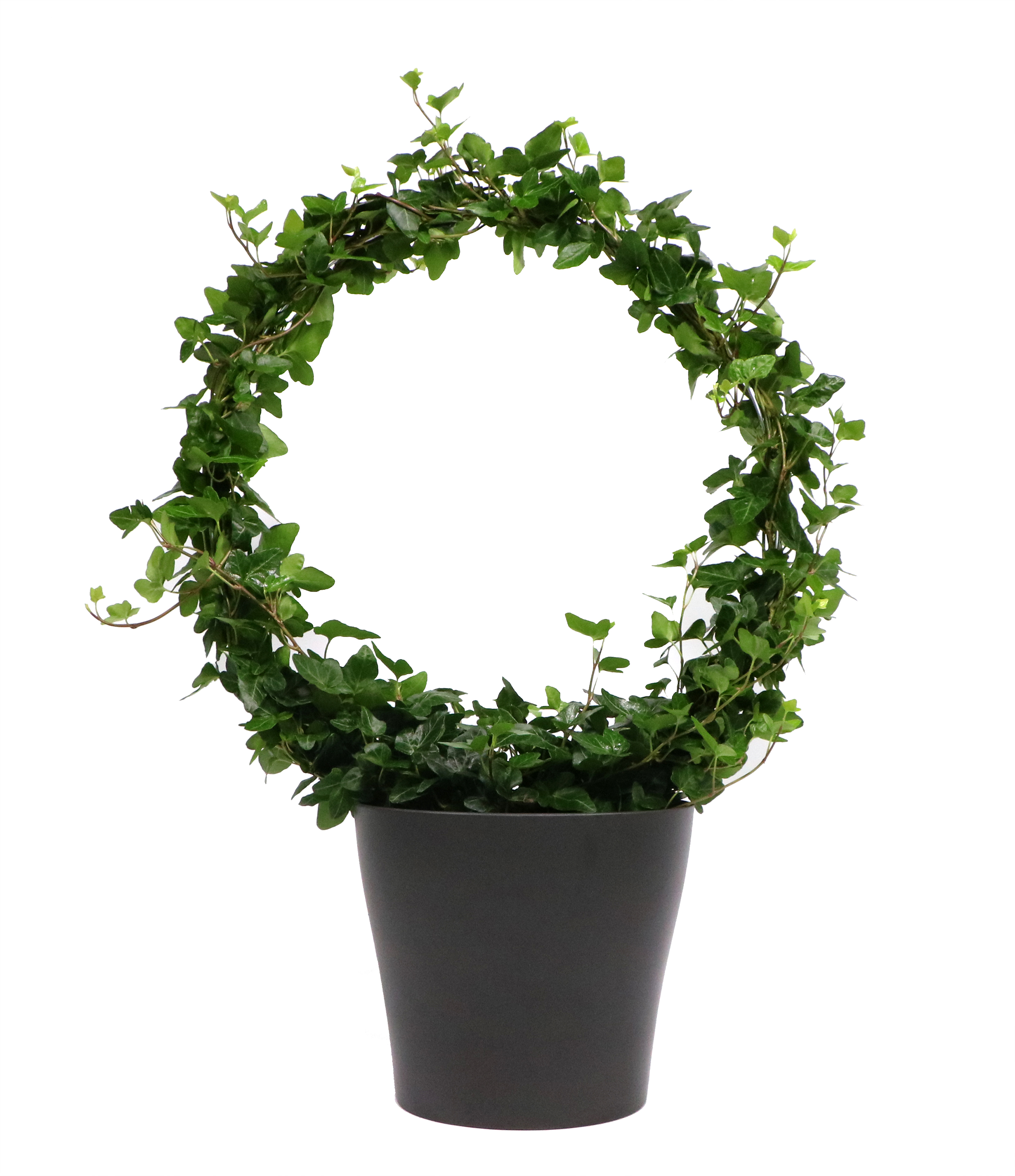 korbmarante orbifolia kaufen Calathea Orbifolia kaufen? | Isabella