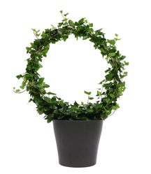 HederaBogenGross.jpg HederaBogenGross.jpg