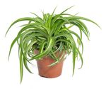 Chlorophytum-co-Bonnie--1-.jpg