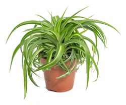 Chlorophytum-co-Bonnie--1-.jpg Chlorophytum-co-Bonnie--1-.jpg