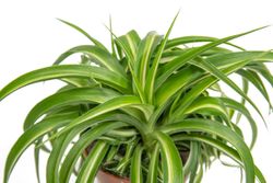 Chlorophytum-co-Bonnie--2-.jpg Chlorophytum-co-Bonnie--2-.jpg