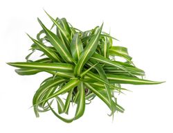 Chlorophytum-co-Bonnie--3-.jpg Chlorophytum-co-Bonnie--3-.jpg