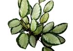 Calathea-picturata--2-.jpg