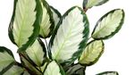 Calathea-picturata--3-.jpg