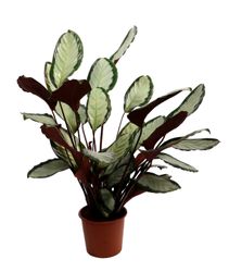 Calathea-picturata--1-.jpg Calathea-picturata--1-.jpg