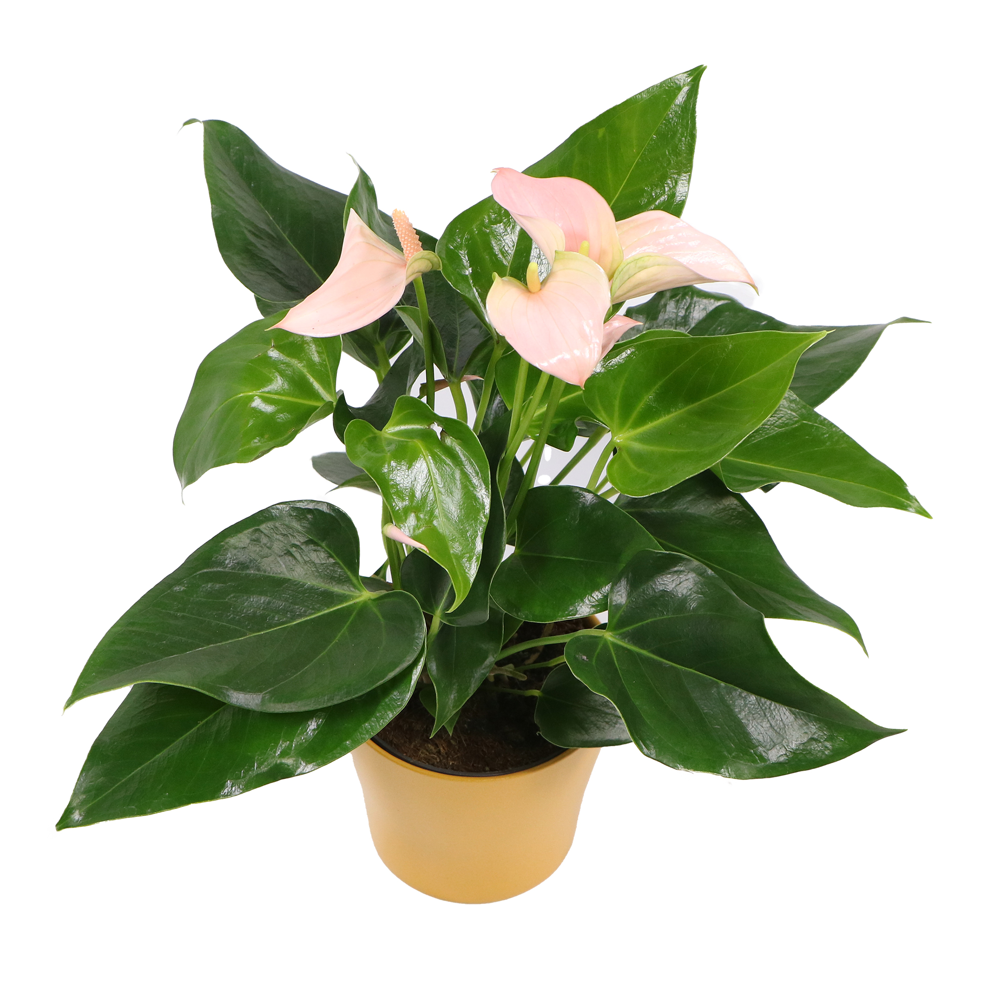 Anthurium andreanum, im 12cm Topf, Groe Flamingoblume peach, Hhe ca. 35cm  | meingartencenter24.de - Garten Online Shop & Weber Grill Store