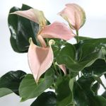 Anthurium-Juli-Peach-3.jpg