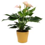 Anthurium-Juli-Peach-4.jpg