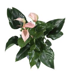 Anthurium-Juli-Peach-2.jpg Anthurium-Juli-Peach-2.jpg